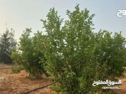 هكتار بالمشتل عين زارة — ملك بشهادة عقارية قطعية